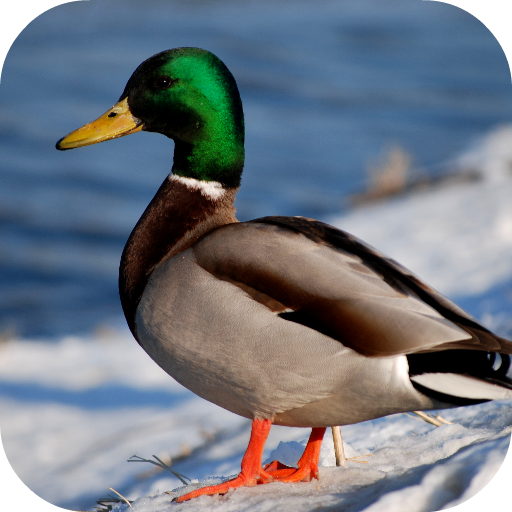 Nhạc chuông Ducks – Tiếng Vịt Kêu